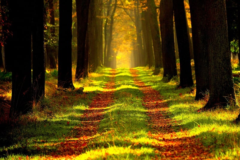Nature Path