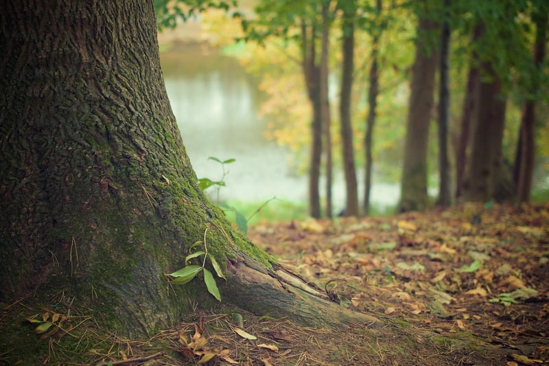 Tree Hugging
